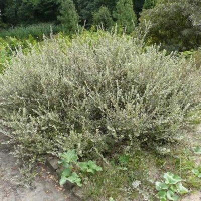 Salix repens SALICE STRISCIANTE