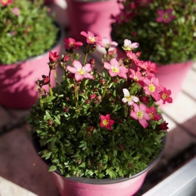 SAXIFRAGA