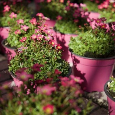 SAXIFRAGA