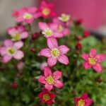 SAXIFRAGA