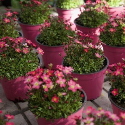 SAXIFRAGA