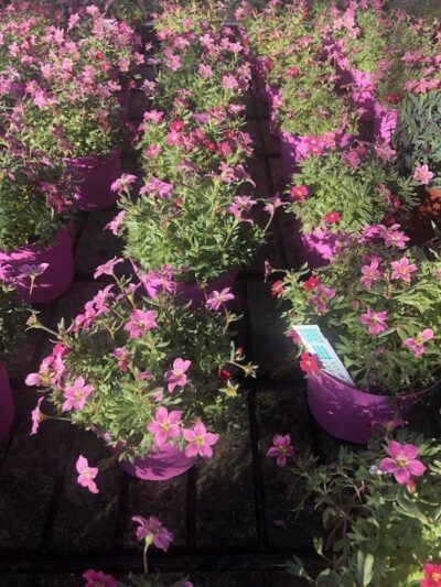 Saxifraga x arendsii 'Alpino Early Carnival'
