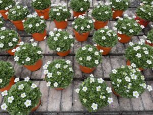 Saxifraga x arendsii 'Touran Large White'