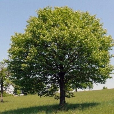 Sorbus torminalis - SORBO CIAVARDELLO