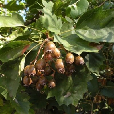 Sorbus torminalis - SORBO CIAVARDELLO