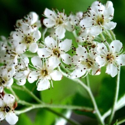 Sorbus torminalis - SORBO CIAVARDELLO