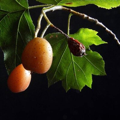 Sorbus torminalis - SORBO CIAVARDELLO