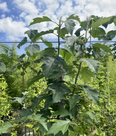 Sorbus torminalis SORBO CIAVARDELLO