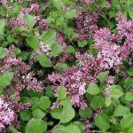 Syringa meyeri 'Palibin'