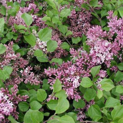Syringa meyeri 'Palibin'