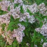 Syringa pubescens