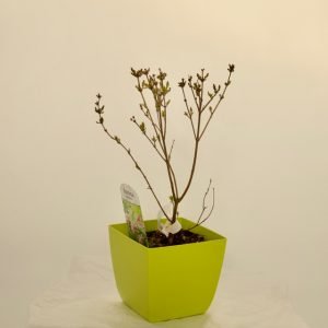 subsp. mycrophylla 'Superba'