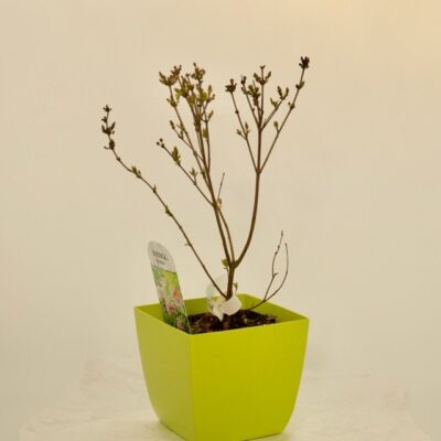 subsp. mycrophylla 'Superba'