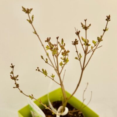 subsp. mycrophylla 'Superba'