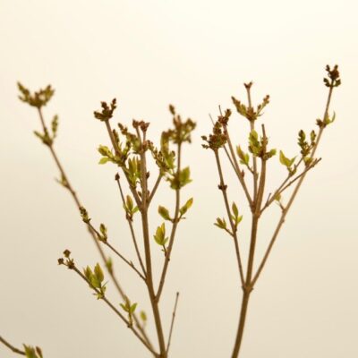 subsp. mycrophylla 'Superba'
