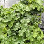Acanthus mollis ACANTO