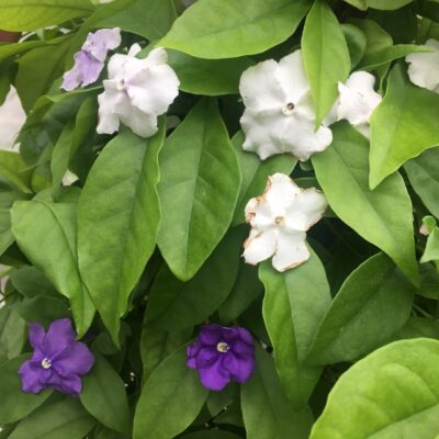 Brunfelsia pauciflora  IERI OGGI DOMANI