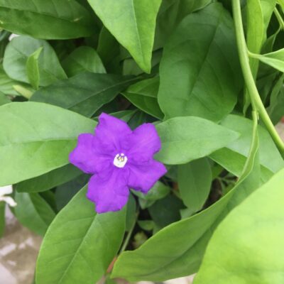 Brunfelsia pauciflora  IERI OGGI DOMANI - immagine 3