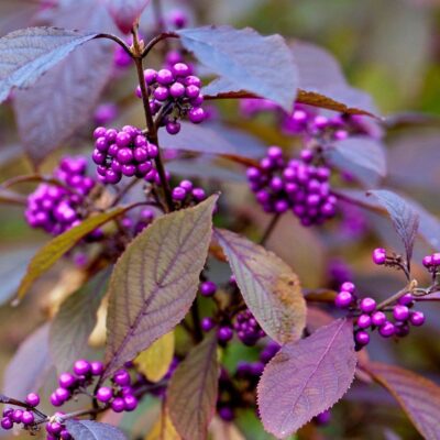 Callicarpa bodinieri var. giraldii 'Profusion' - frutti