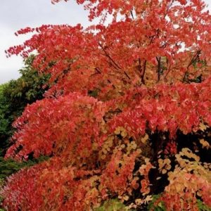 Cercidiphyllum japonicum