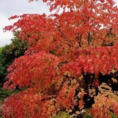 Cercidiphyllum japonicum