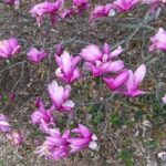 Magnolia 'Betty'