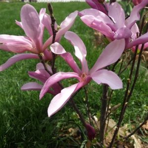 Magnolia 'Betty'