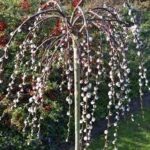Salix caprea 'Pendula (=Kilmarnock)'