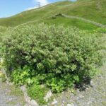 Salix helvetica - SALICE ERETTO