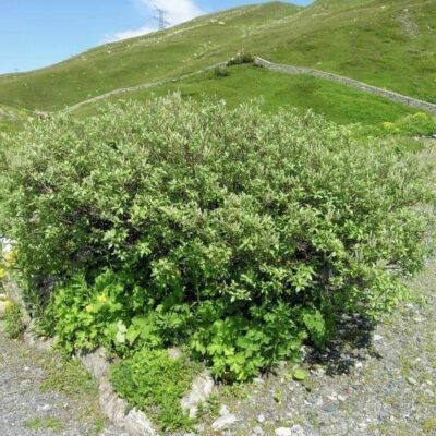 Salix helvetica - SALICE ERETTO