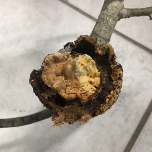 Tilia platyphyllos TIGLIO NOSTRANO danni da Xilofago