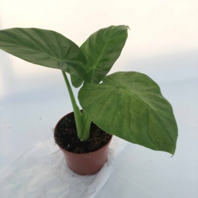Alocasia 'Calidora' ORECCHIE DI ELEFANTE