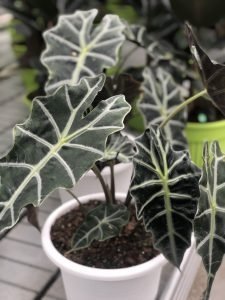Alocasia 'Polly'
