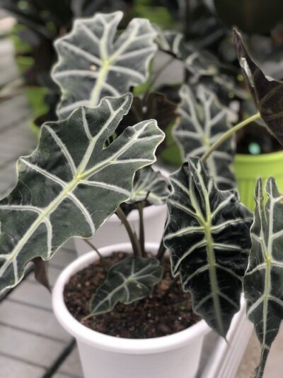 Alocasia 'Polly'
