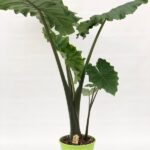 Alocasia portodora