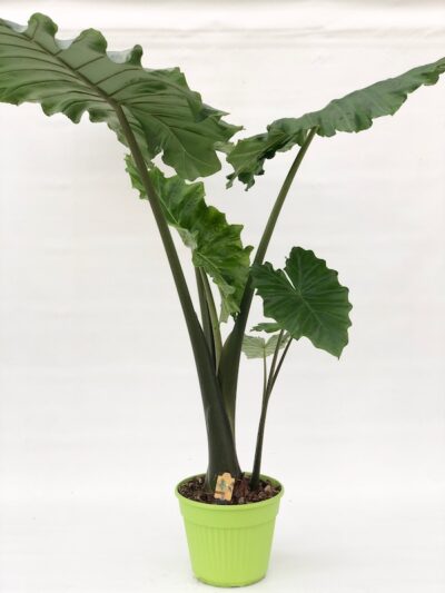 Alocasia portodora