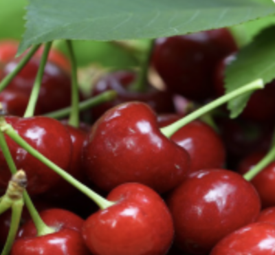 CILIEGIO PAPALE