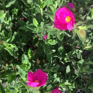 Cistus pulverulentus