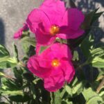 Cistus pulverulentus CISTO: particolare del fiore