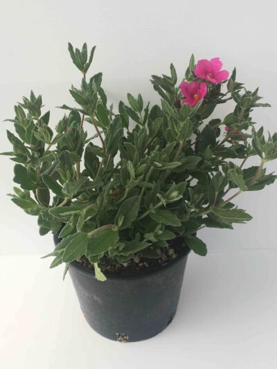 Cistus pulverulentus CISTO: giovane pianta in vaso 18 cm