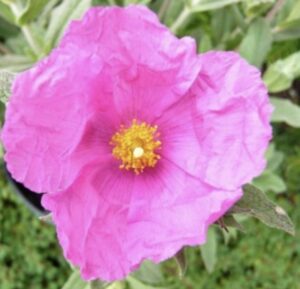 Cistus pulverulentus 'Sunset'