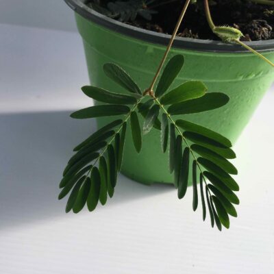 SENSITIVA Mimosa pudica