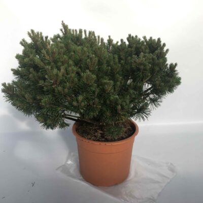 Pinus mugo