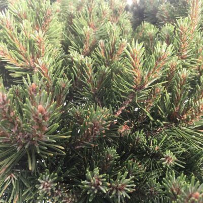 Pinus mugo - immagine 2