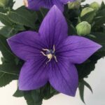 Platycodon grandiflorus: particolare del fiore