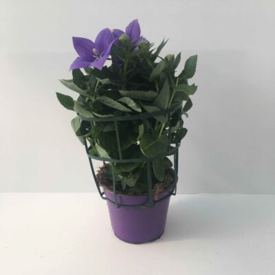 Platycodon grandiflorus: giovane pianta in vaso 14