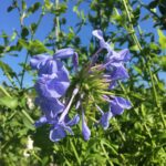 Plumbago capensis GELSOMINO BLU
