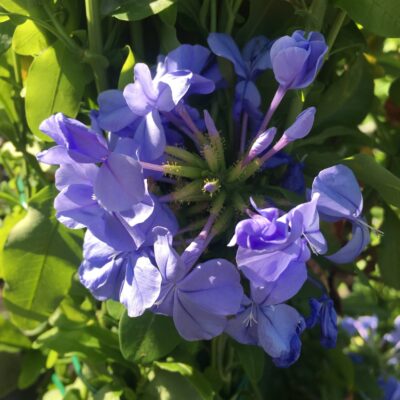 Plumbago-capensis-GELSOMINO-BLU-2