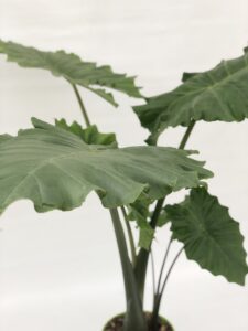 foglie di Alocasia portodora