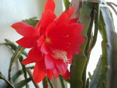Epiphyllum Lingua di Suocera
